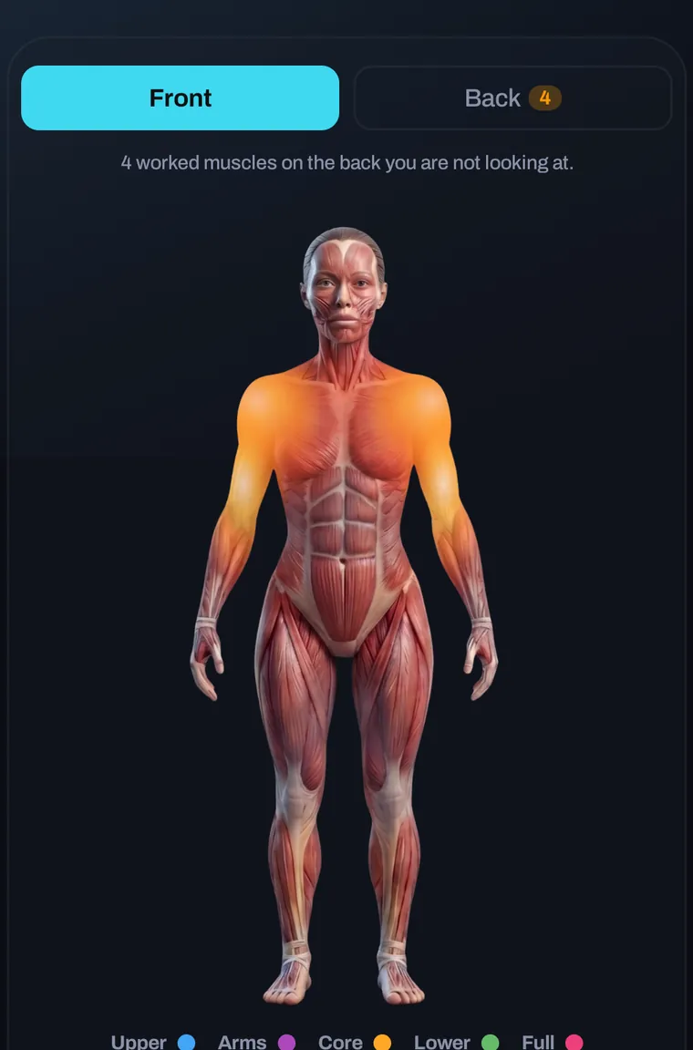 Female muscle map