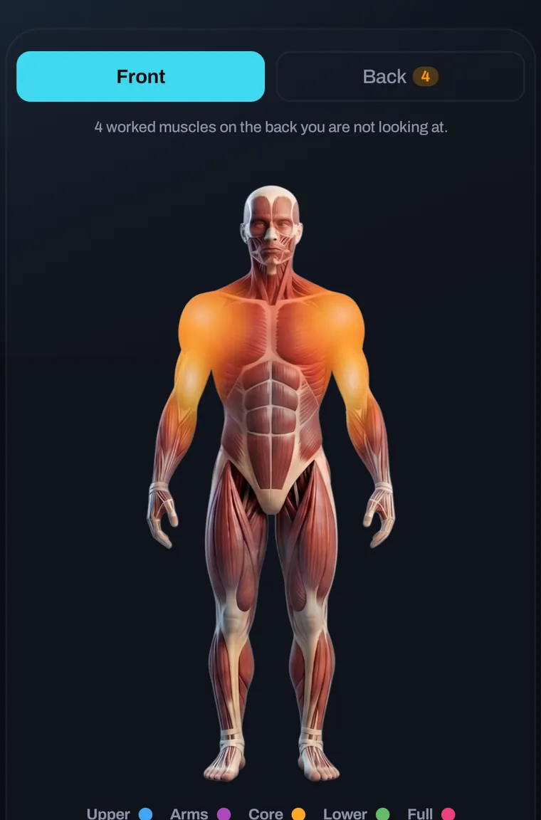 Male muscle map